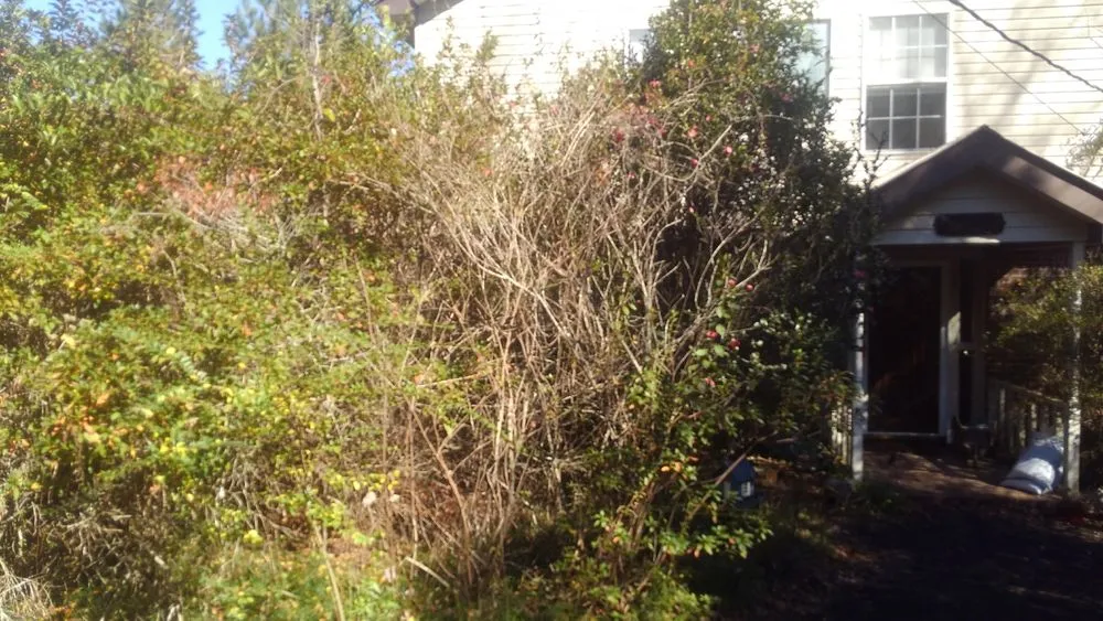 Reliable lawn care service for homes in Picayune, MS by Lou's Lawnscape