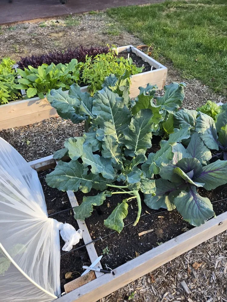 Custom yard cleanup service in Washington DC, DC by Love & Carrots