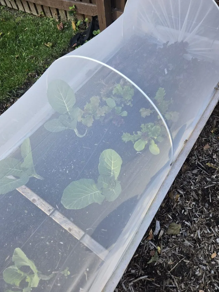 Affordable landscape installation for homes in Washington DC, DC by Love & Carrots