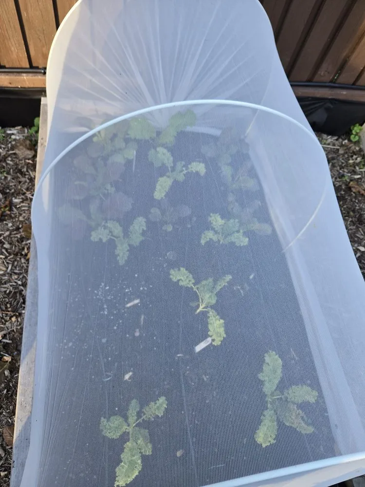 Top-rated landscape design experts serving Washington DC, DC - Love & Carrots