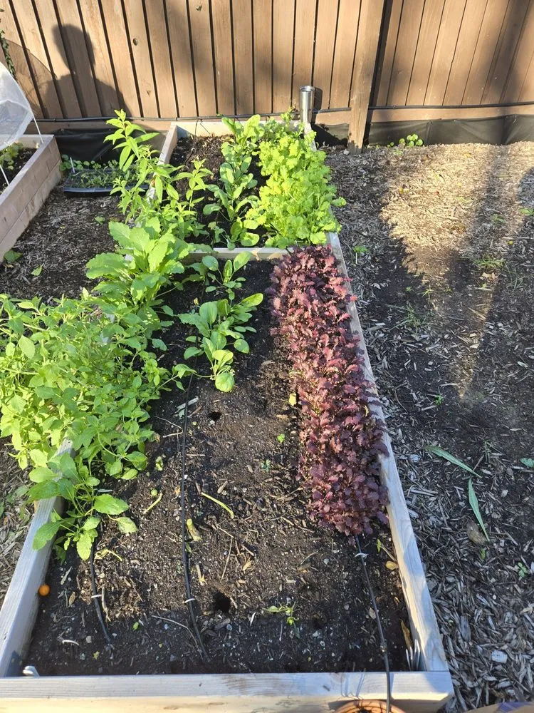 Reliable outdoor landscaping in Washington DC, DC by Love & Carrots