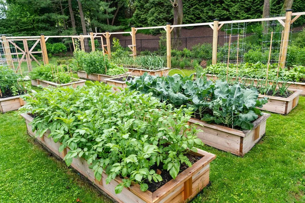 Reliable lawn care service experts serving Washington DC, DC - Love & Carrots