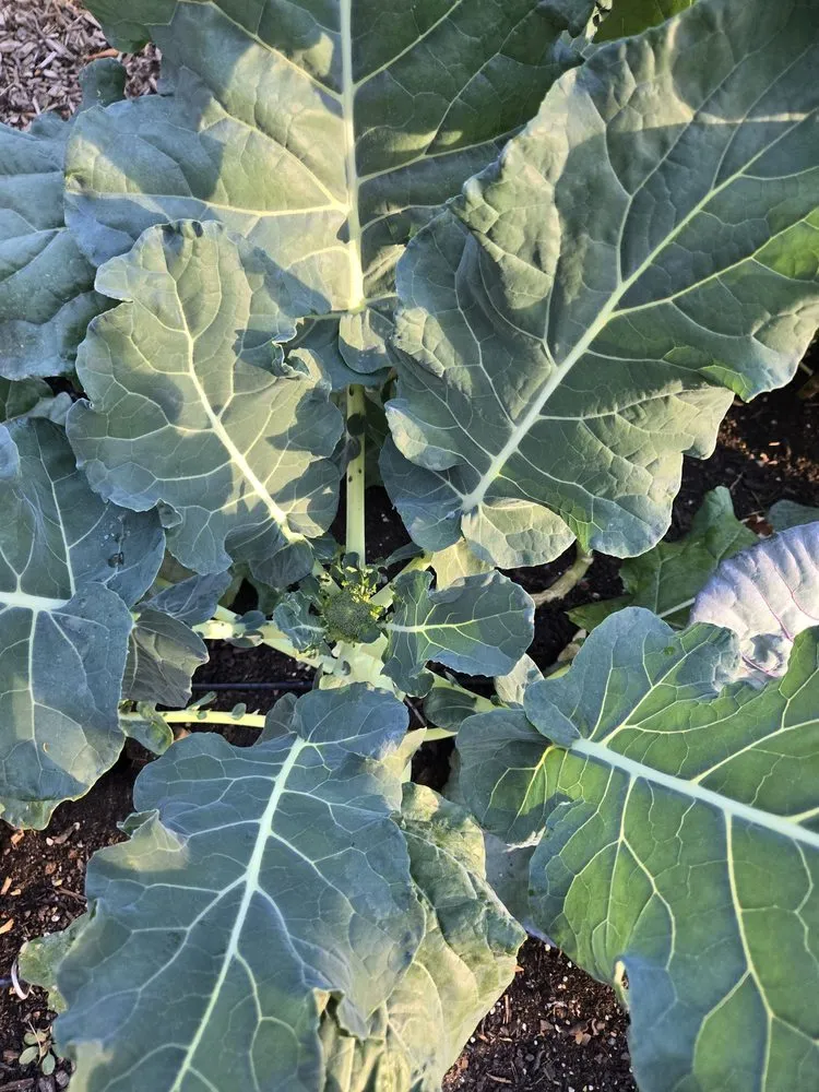 Professional yard cleanup service in Washington DC, DC by Love & Carrots