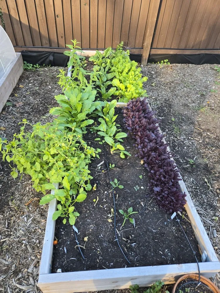 Reliable landscaping services for beautiful yards across Washington DC, DC - Love & Carrots