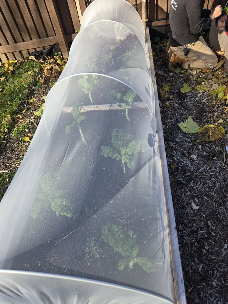 Affordable lawn care service for residential properties across Washington DC, DC - Love & Carrots