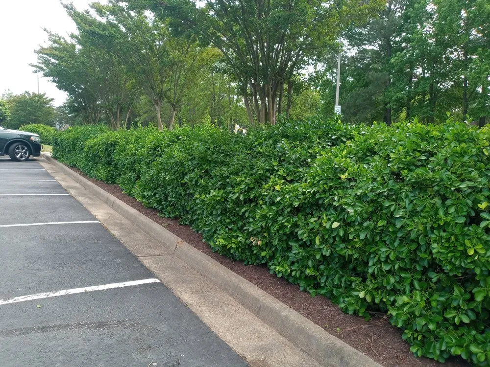 Professional landscaping services in Orlando, FL - Love & One Lawn Care