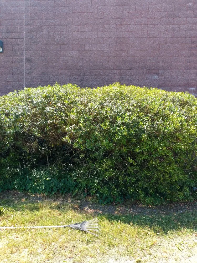 Expert lawn care service experts serving Orlando, FL - Love & One Lawn Care