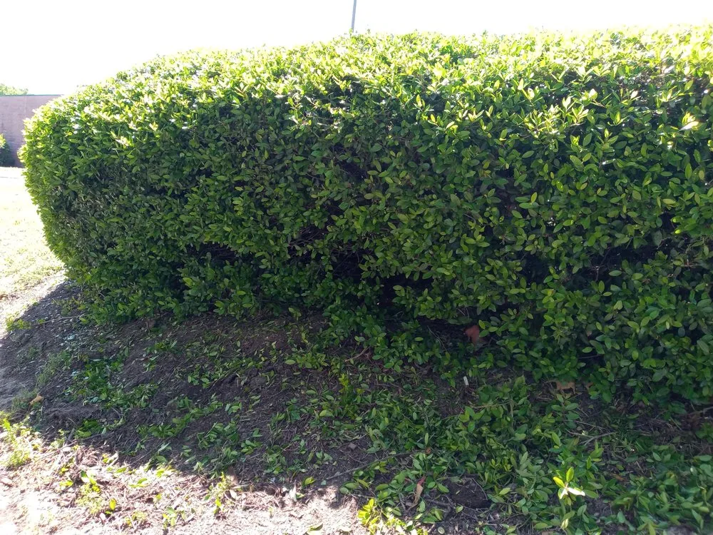 Trusted garden landscaping in Orlando, FL by Love & One Lawn Care