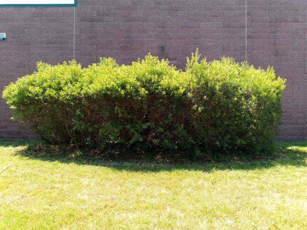 Professional landscaping services in Orlando, FL - Love & One Lawn Care