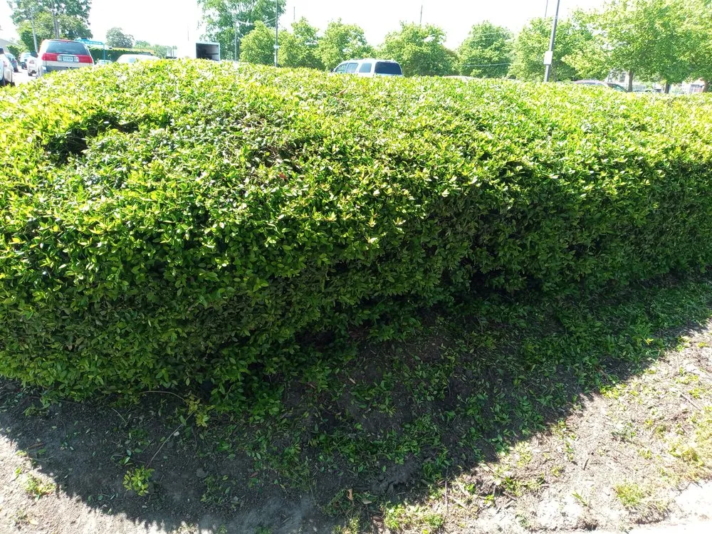 Professional landscaping services in Orlando, FL by Love & One Lawn Care