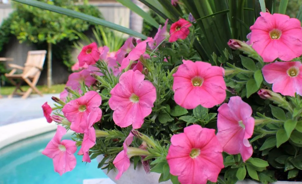 Local landscape design in Portland, TX - Love and Lawn Care