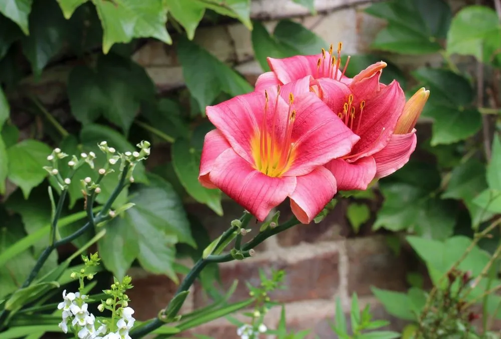 Reliable lawn care service for beautiful yards across Portland, TX - Love and Lawn Care