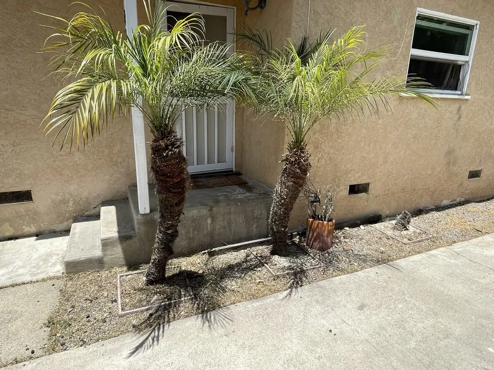 Expert landscape design for outdoor upgrades across San Diego, CA - Love Branch Tree Pros