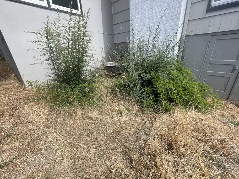 Professional lawn care service for homes across San Diego, CA - Love Branch Tree Pros