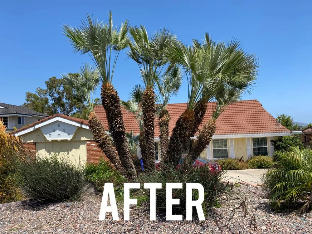 Custom outdoor landscaping near you in San Diego, CA by Love Branch Tree Pros