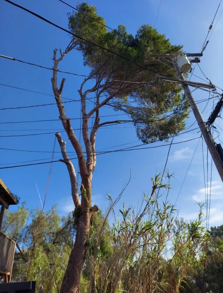 Reliable landscaping services for outdoor upgrades across San Diego, CA - Love Branch Tree Pros