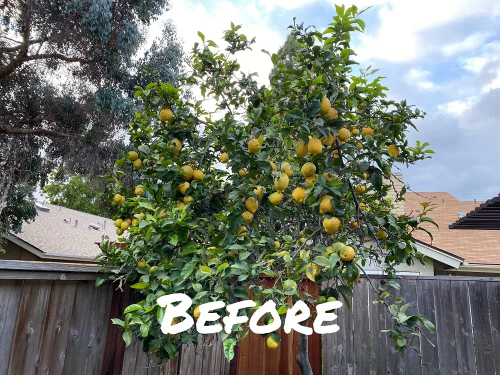 Professional landscape installation for residential properties in San Diego, CA by Love Branch Tree Pros