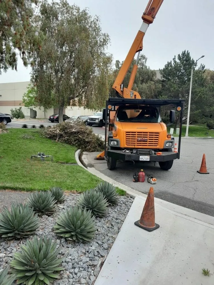 Custom landscape installation in San Diego, CA - Love Branch Tree Pros