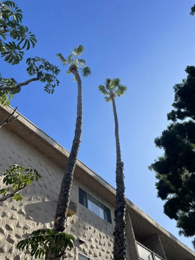 Top-rated landscaping services experts serving San Diego, CA - Love Branch Tree Pros