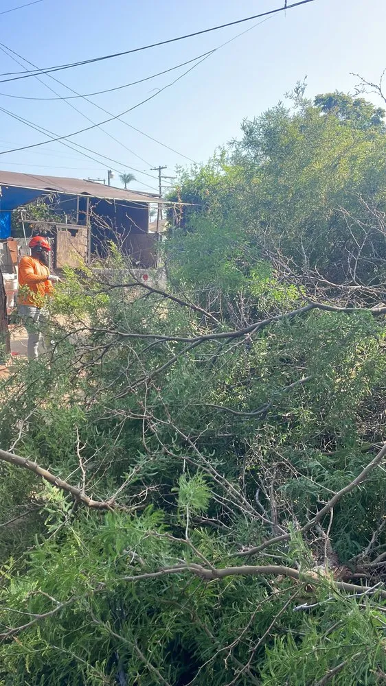Local landscape design in San Diego, CA by Love Branch Tree Pros