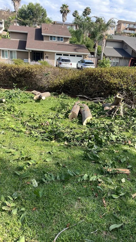 Reliable yard maintenance for outdoor upgrades across San Diego, CA - Love Branch Tree Pros