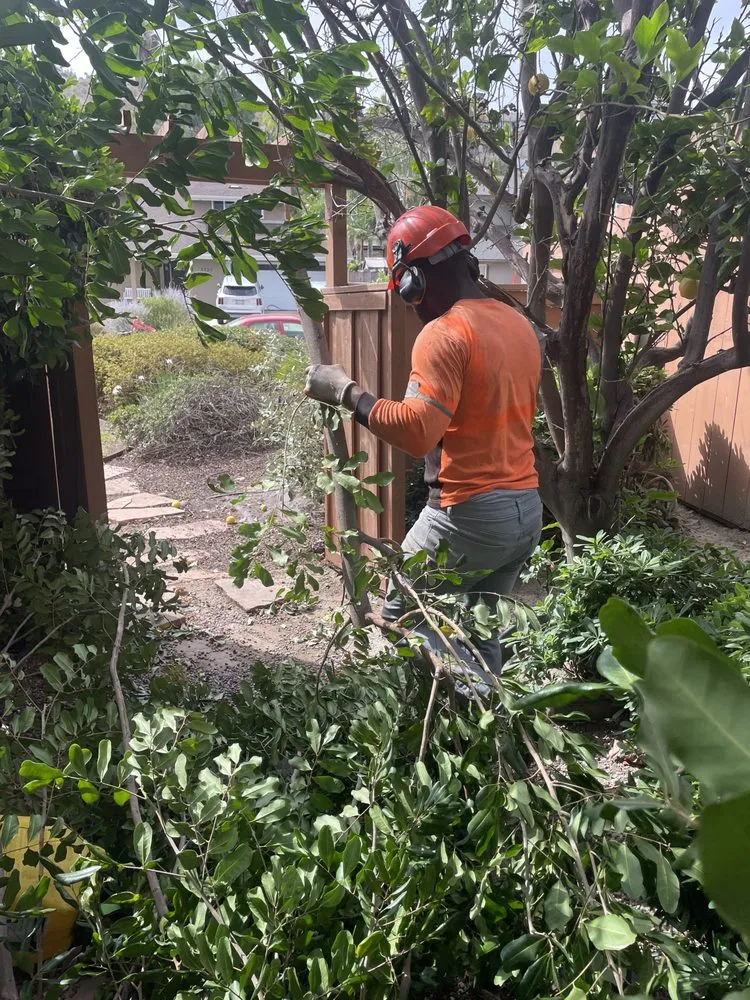 Affordable yard cleanup service in San Diego, CA - Love Branch Tree Pros
