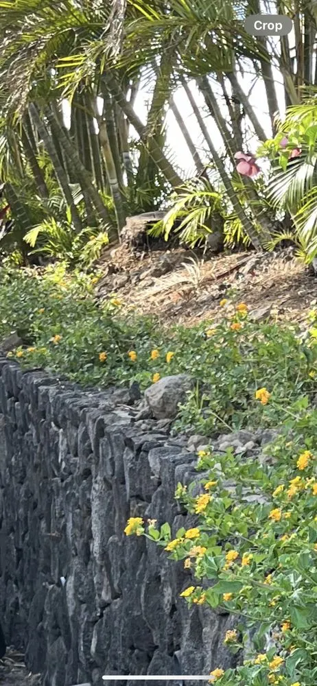 Top-rated residential landscaping in Holualoa, HI - Love It Landscapes