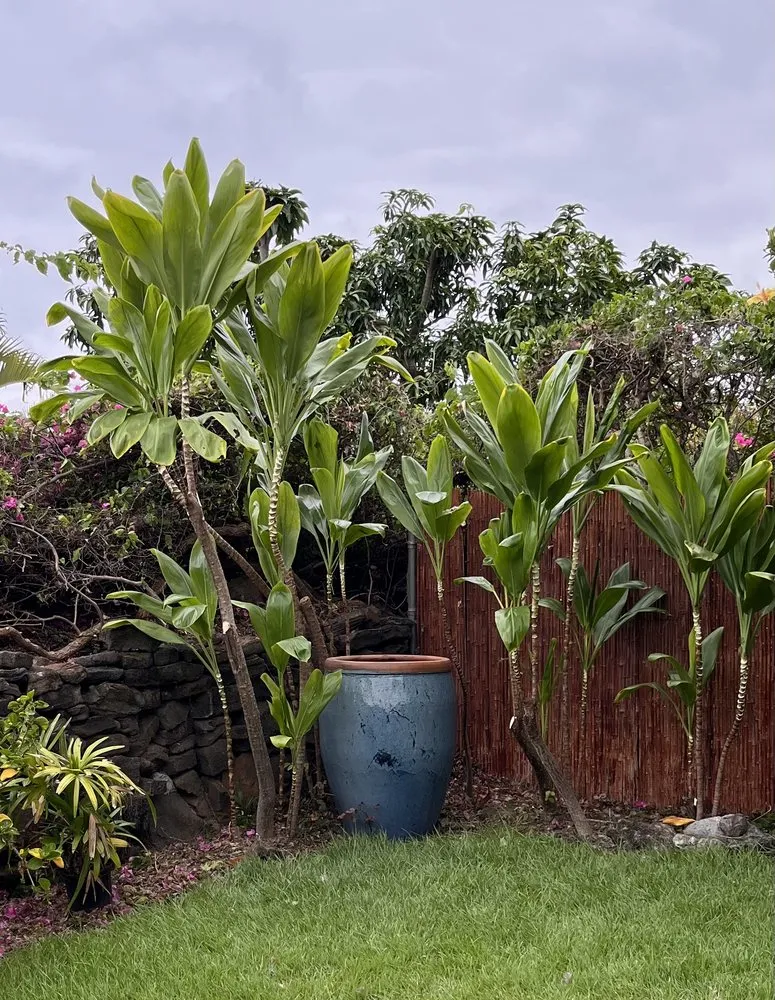 Professional yard cleanup service in Holualoa, HI - Love It Landscapes