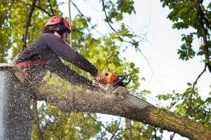 Reliable lawn care service in Mount Juliet, TN - Love It Landscaping & Tree Service