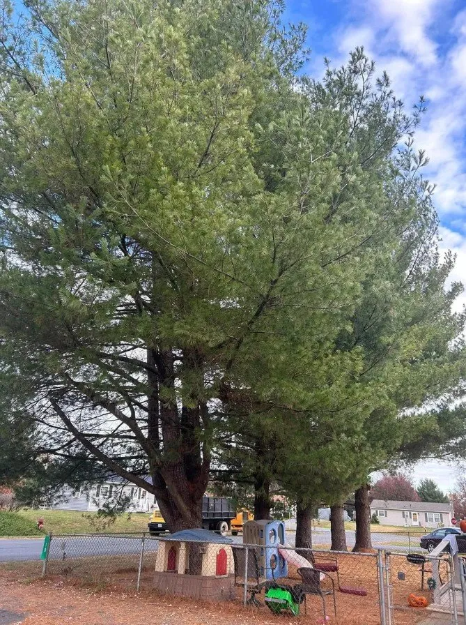 Top-rated yard maintenance in Lyndhurst, VA - Love Mtn Treescape Services