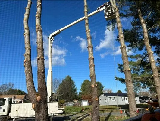 Love Mtn Treescape Services