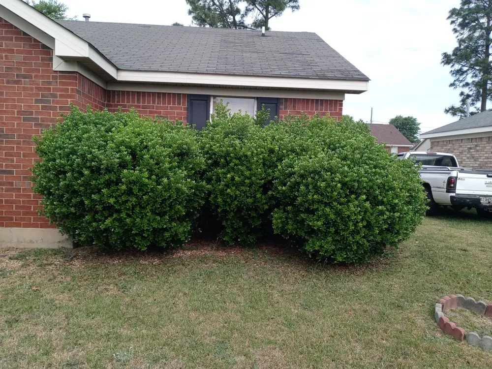 Top-rated yard cleanup service in Augusta, GA - Love Of Land Lawn Care