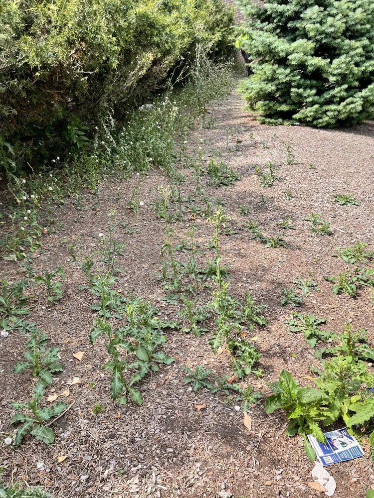 Expert landscaping services for homes across Lincoln Park, MI - Love Of Nature Home And Landscaping