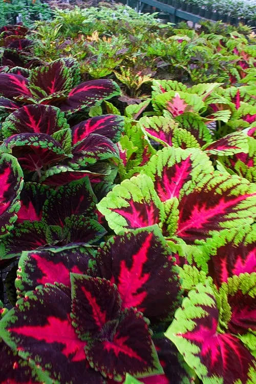 Top-rated lawn mowing service for homes across Plano, TX - Love Your Lawn