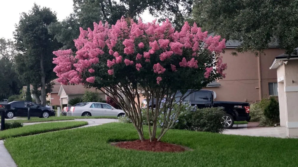 Local yard cleanup service for outdoor upgrades across Tavares, FL - Lovefamily Lawncare and Landscape