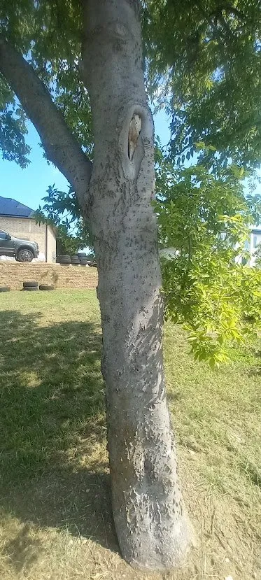 Top-rated landscaping services experts serving Lindale, TX - Lovelace Lawn Firm