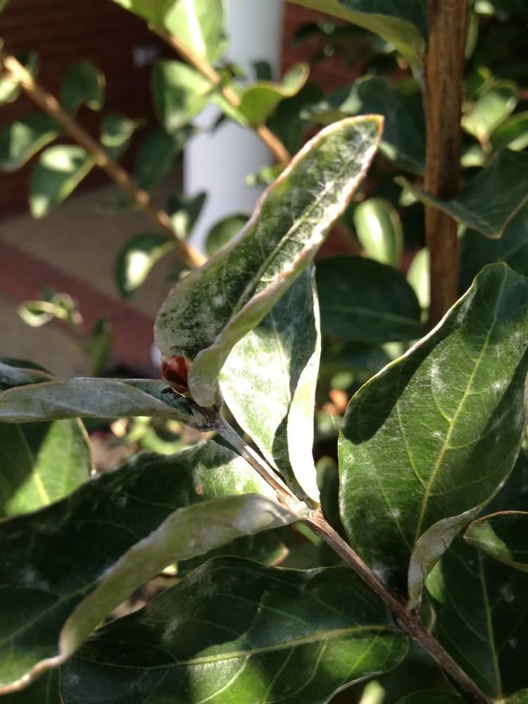 Local landscape design in Humboldt, TN - Lovelace Lawncare