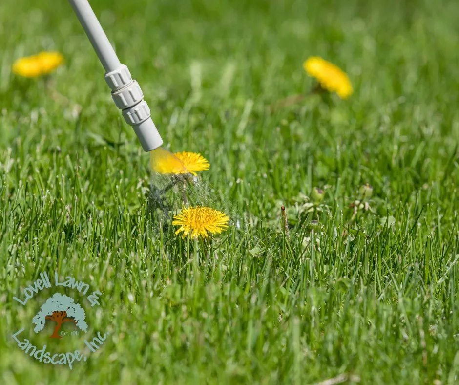 Affordable lawn care service experts serving Stephenville, TX - Lovell Lawn & Landscape