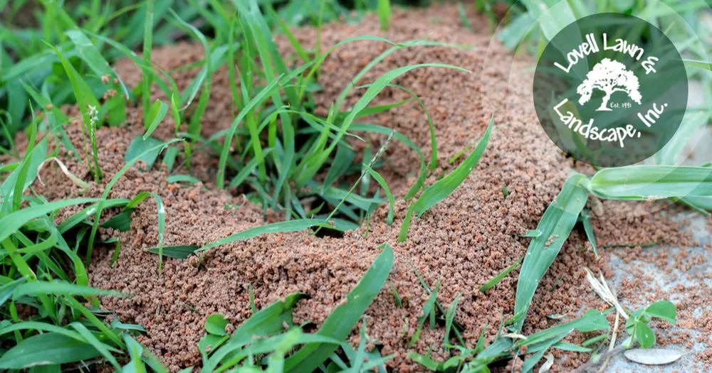 Expert lawn mowing service in Stephenville, TX by Lovell Lawn & Landscape