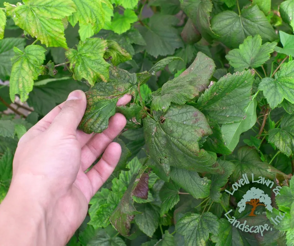 Custom yard cleanup service experts serving Stephenville, TX - Lovell Lawn & Landscape