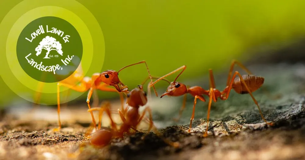 Trusted residential landscaping in Stephenville, TX by Lovell Lawn & Landscape