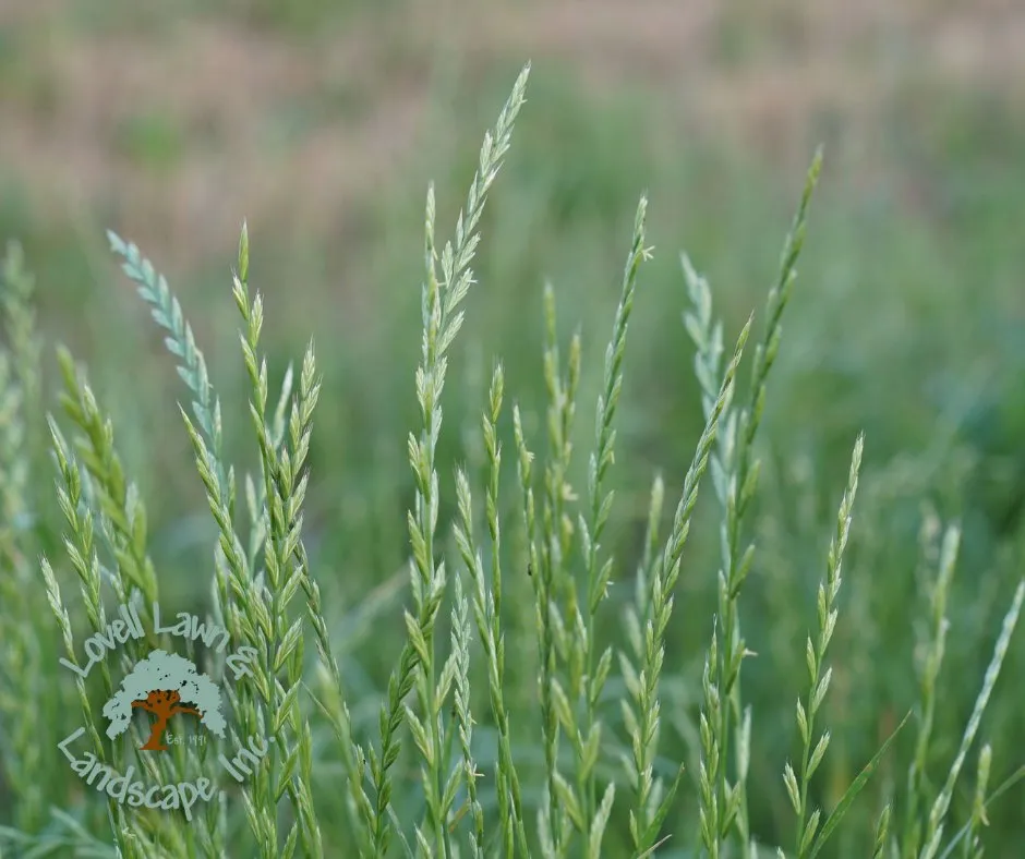 Reliable residential landscaping in Stephenville, TX by Lovell Lawn & Landscape