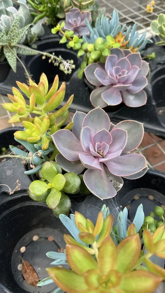 Custom yard cleanup service for beautiful yards across Hagerstown, MD - Lovell's Nursery