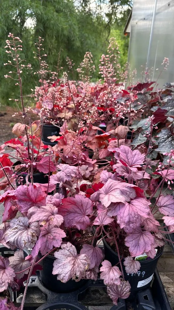 Trusted yard cleanup service in Hagerstown, MD - Lovell's Nursery