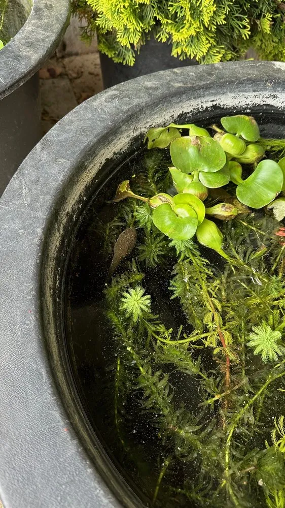 Top-rated lawn mowing service experts serving Hagerstown, MD - Lovell's Nursery