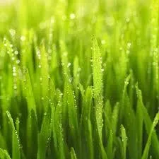 Expert landscape installation experts serving Hubert, NC - Lovely Lawns
