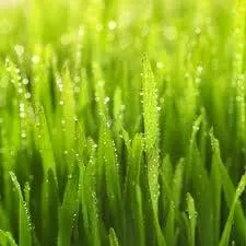 Expert garden landscaping experts serving Hubert, NC - Lovely Lawns