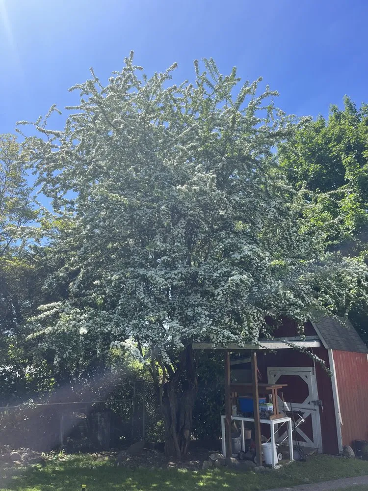 Reliable residential landscaping experts serving Snohomish, WA - Lovely Lawnscaping