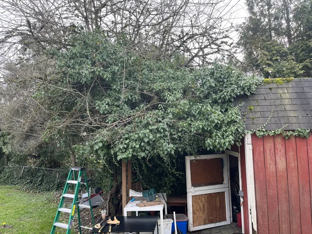 Trusted lawn care service in Snohomish, WA - Lovely Lawnscaping