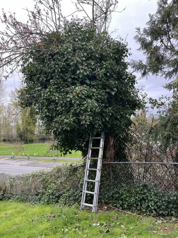 Top-rated yard cleanup service in Snohomish, WA - Lovely Lawnscaping